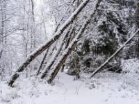 Schrägstehende Bäume mit schneebedeckter Seite